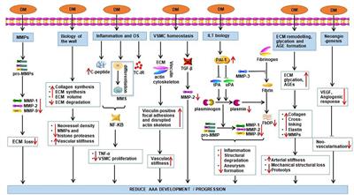 Double-edged sword of diabetes mellitus for abdominal aortic aneurysm